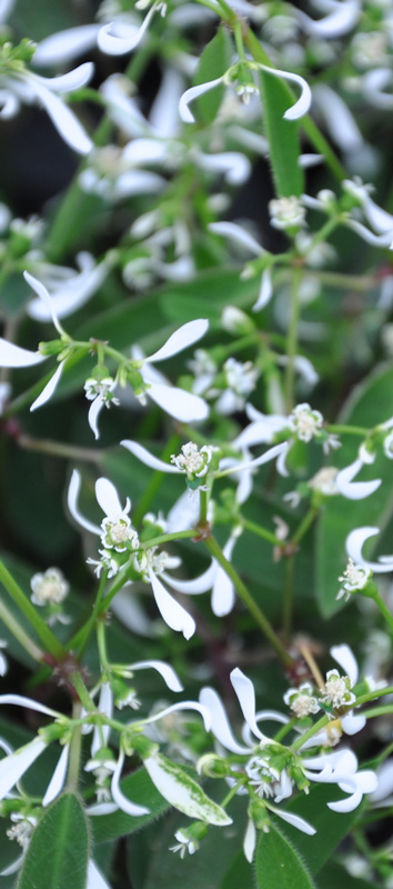 Euphorbe hypericifolia